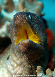Yellowmouth Morray - :) by Henrik Gram Rasmussen 
